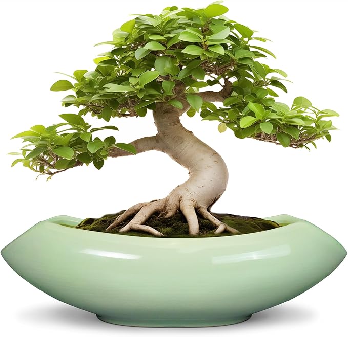Ceramic Bonsai Pots - Large Succulent Planter 18 Inch Plant Pot Indoor Succulent Pot with Drainage Hole Outdoor Planter Bonsai Tree Pot for House Home Garden Decor Green