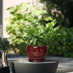 SQOWL Ceramic Pot for Plants - 6 Inch Plant Pot Indoor with Drainage Hole and Saucer, Decorative Flower Pot Outdoor, Round Succulent Planter, Front Porch Decor, House Warming Gifts New Home, Red