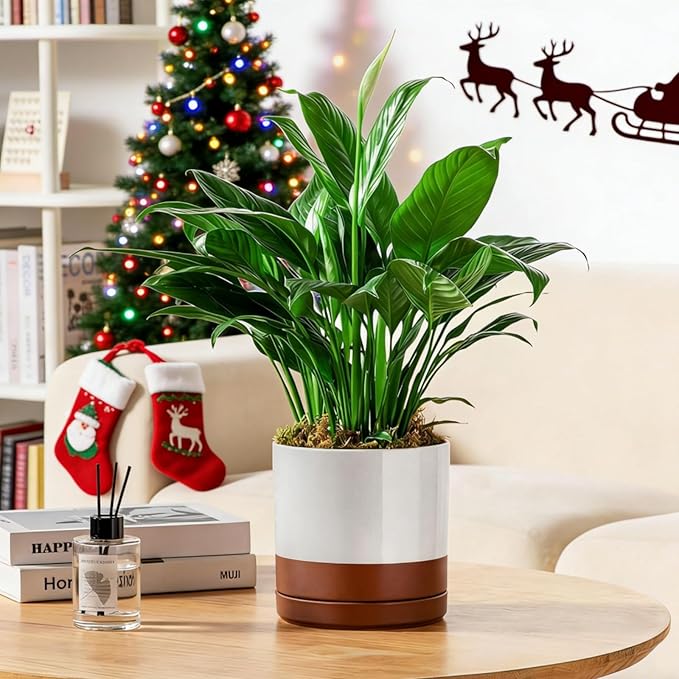 vancasso Ceramic Plant Pots, 3 Piece Planters for Indoor Plants, 4.25+5.25+6.25 Inch Flower Pots with Drainage, Plant Pots Indoor for Succulent, Pothos, Snake Plant and Money Tree, Etc (Khaki)