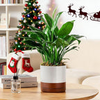 vancasso Ceramic Plant Pots, 3 Piece Planters for Indoor Plants, 4.25+5.25+6.25 Inch Flower Pots with Drainage, Plant Pots Indoor for Succulent, Pothos, Snake Plant and Money Tree, Etc (Khaki)