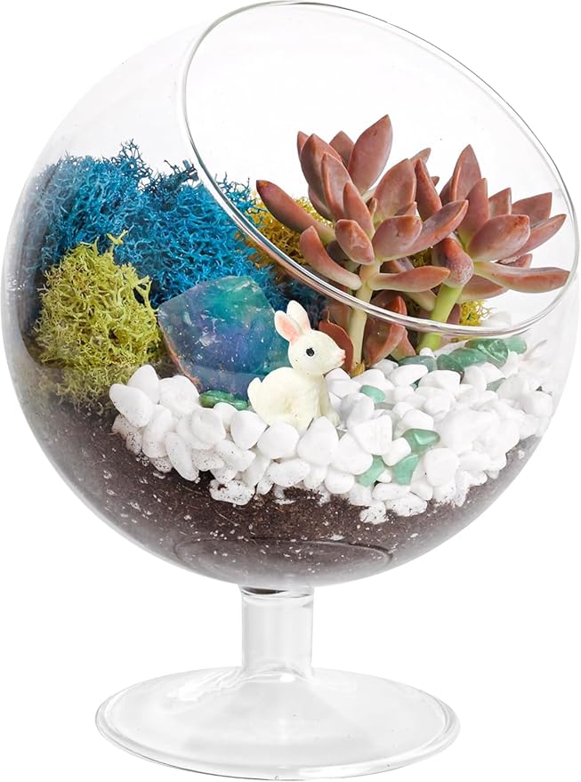 Glass Terrarium Kit with Oval Modern Design and Reindeer Moss