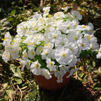 Artificial Flowers for Outdoors, UV Resistant Fake Silk Morning Glory, Realistic Faux Plants for Outside Porch Patio Window Box Hanging Planter (16, White)