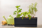 D'vine Dev 12 Inch Window Box Planter, Rectangle Plastic Herb Planter with Drainage Holes and Saucer, Indoor Succulent Cactus Vegetable Pot for Windowsill, Garden Balcony, Black, Set of 1, 76-X-B-1