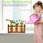 Terrarium Propagation Station, 3 Amber Glass Bulbs with Wooden Stand