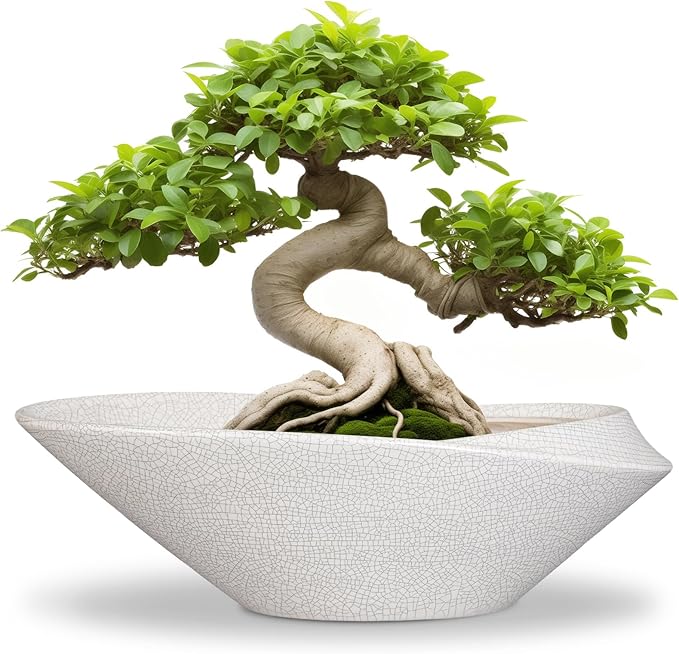 Planter Pot, 12 Inch Ceramic with Drainage Hole, White and Black