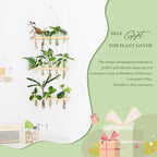 Mkono 3 Tiered Wall Hanging Plant Terrarium with Wooden Stand, Glass Planter for Hydroponic Plant Cutting, Home Garden Office Decor, Gift