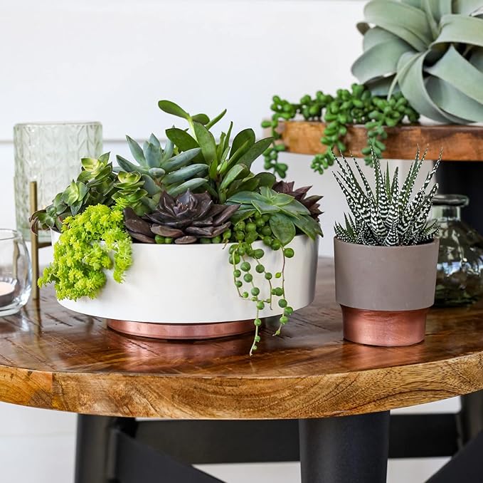 The HC Companies 8 Inch Round Plastic Succulent Capri Bowl 8"x8"x3" in Artisan Taupe with Copper Bottom Color