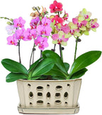 W&W Orchid Pot with Holes and Saucer for Repotting, Cream White, 9.7 Inch