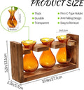 Terrarium Propagation Station, 3 Amber Glass Bulbs with Wooden Stand