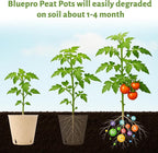 120 Packs 3.15 Inch Peat Pots, Biodegradable Pots for Seedlings with Drainage Holes, Herb Seed Starter