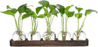 Desktop Terrarium Set: 5 Glass Propagation Vases with Wooden Tray