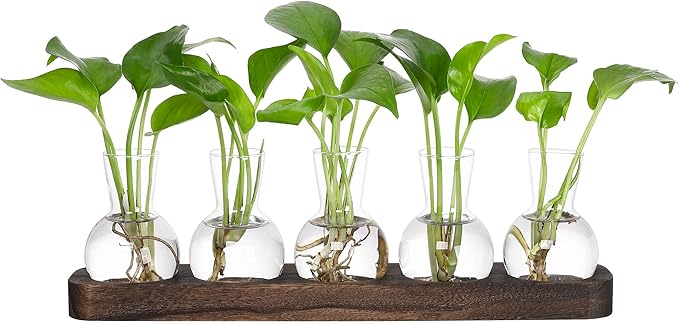 Desktop Terrarium Set: 5 Glass Propagation Vases with Wooden Tray