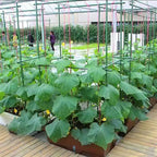 4Feet 48inch Garden Stakes Sturdy Plant Sticks Support Tomato Stakes for Vegetable,Pack of 20
