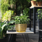 SQOWL Ceramic Flower Pot - 8 Inch Plant Pot Indoor Outdoor, Round Planter with Drainage Hole and Saucer, Decorative Modern Planter, Home Decor, Plant Lovers Gifts, Gold