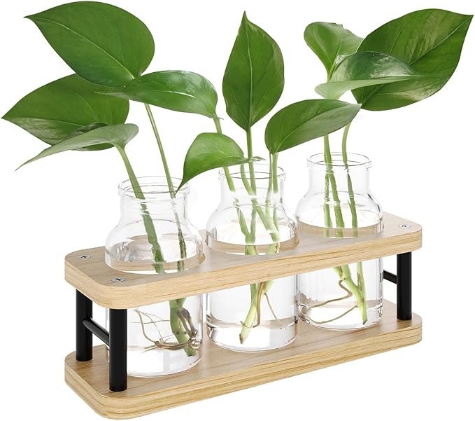 Terrarium Propagation Station, Wood Stand with 3 Glass Jars