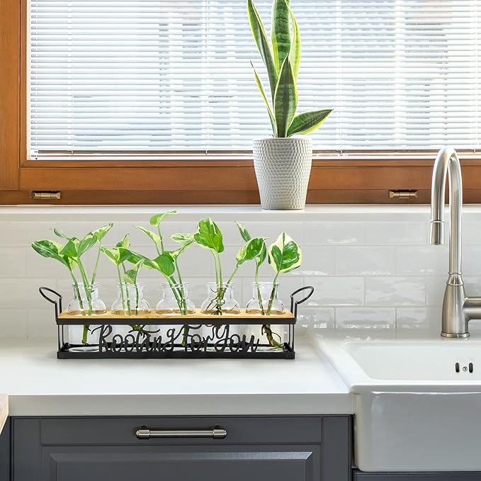 Terrarium Propagation Station with 5 Glass Jars and Black Metal Stand