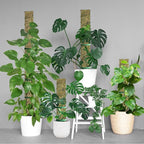 60"/40"/24" Metal Moss Pole, D Shape Sphagnum Moss Pole, Moss Poles for Climbing Plants, Monstera, Indoor Climbing Plants (2 Each of 40" 24")