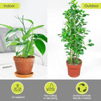 10 Pack Plant Support Stakes for Indoor Plants, 27.56 Inch Twig Plant Sticks with Orchid Clips Twist Ties and Plant Ties for House Potted Plants and Flower, Plastic Branches Support Structures, Green