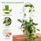 2 Pack U-Shaped Clear Acrylic Trellis for Indoor Plants, Small Plant Trellis for Potted Plants Climbing Plants, Plant Support Hoya Trellis for Vine Ivy Hoya Indoor Outdoor