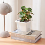 FAMZ Self Watering Pots for Indoor Plants 3 Pack，Clear Plant Pots with Drainage for African Violet、 Orchid、Succulent Plants Square Plant Pots（White 5.12"）