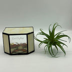 Stained Glass Orange Cat Planter,Indoor Flower Pots with Drainage,Cute Succulent Planter,Unique Orange Cat Flower Pot,Gifts for Plant Lovers 4.6x3x5.15 in