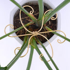Monstera Plant Stem Support Set of 5 - Durable 7.5in Indoor Stabilizers for Fishbone Cactus - Enhances Growth & Home Decor - Ideal Plant Care Solution