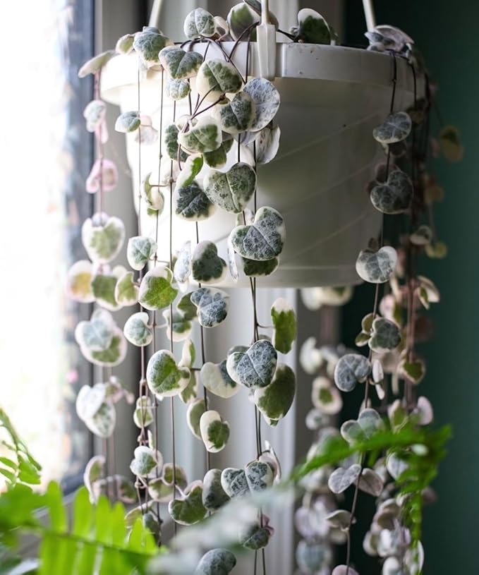 The HC Companies 12 Inch Euro Hanging Planters, Lightweight UV-Resistant Plastic Hanging Planters for Indoor & Outdoor Plants, 2-Pack Hanging Flower Pots for Garden, Patio & Home Decor, White