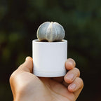 Planter Pots 24 Pack, 2 Inch Matte White Plastic with Saucers