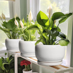 SQOWL Ceramic Pot for Plants - 10 Inch Planter with Drainage Hole and Saucer, Round Ceramic Flower Pot for Indoor Outdoor, Modern Decorative Large Planter, Patio Decor, Gifts for Plant Lovers, White
