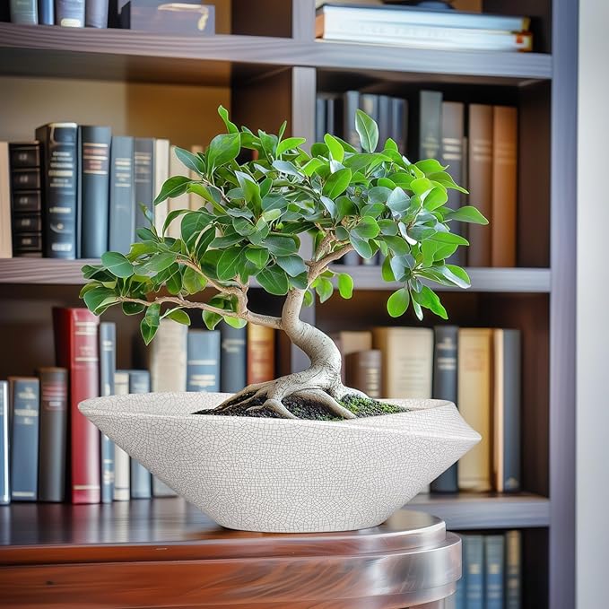 Planter Pot, 12 Inch Ceramic with Drainage Hole, White and Black