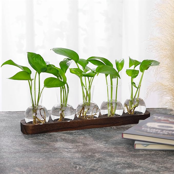 Desktop Terrarium Set: 5 Glass Propagation Vases with Wooden Tray