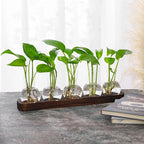 Desktop Terrarium Set: 5 Glass Propagation Vases with Wooden Tray