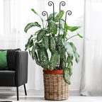 32.6in Plant Trellis for Climbing Plants Indoor, Expandable Large Metal Trellis for Potted Plants, Heavy-Duty Tall Pothos Plant Climber Support for Ivy Pothos Hoya Monstera, 4P