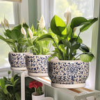 SQOWL Ceramic Planters for Indoor Plants - 8 inch Plant Pot with Drainage Hole and Saucer, Decorative Flower Pot Outdoor, Porcelain Round Planter, Living Room Decor, Gardening Gifts, Blue and Beige