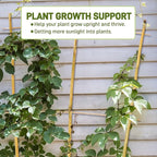Avalution 10 Pack Bamboo Trellis for Climbing Plants, 3 FT Garden Ladder Trellis for Potted Plants Indoor, Fan-Shaped Small Plant Support Trellis for Houseplants Ivy Hoya Vine Monstera