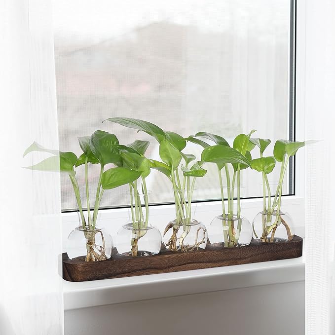 Desktop Terrarium Set: 5 Glass Propagation Vases with Wooden Tray