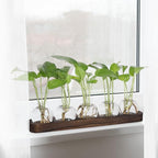 Desktop Terrarium Set: 5 Glass Propagation Vases with Wooden Tray