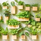 LaLaGreen Wooden Planter Box for Plants (4x4 Inch, 4 Pack) Small Square Wall Planters for Indoor Plant, Natural Wood Hanging Flower Pot Herb Planter Table Centerpiece Modern Home Garden Office Decor