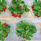 Iceyyyy 15 Pack Strawberry Plant Stand Supports-Strawberry Plant Support Stand Rack with 4 Support Feets-Growing Frame Holder Cage to Keep Berries Clean and Prevent Rot(15 Pack)