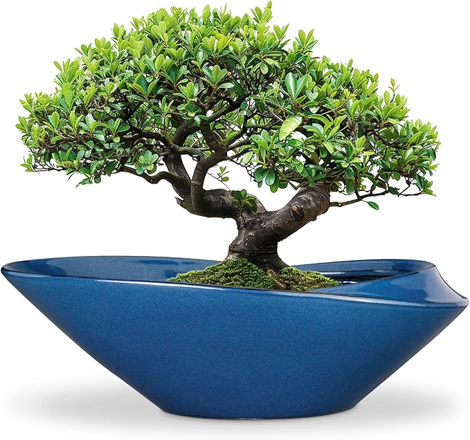 Planter Pot 18 Inch Blue Ceramic with Drainage Hole for Bonsai and Succulents