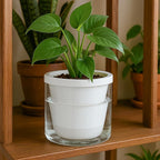 D'vine Dev 6 Inch Design Self Watering Planter for Indoor Plants, White Terracotta Pots with Cylinder Glass Cup, Set of 2, 37-Y-B-2