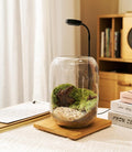 Terrarium Jar Set with Grow Light and Tools for Succulents