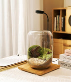 Terrarium Jar Set with Grow Light and Tools for Succulents