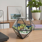 Terrarium Kit, 7-Inch Dodecahedron Glass Container with Moss and Crystals
