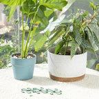Monstera Plant Stem Support - Set of 5 Sturdy Indoor Support Sticks for Monstera & Climbing Plants - Essential Growth Stabilizers for Leaf Support - Easy-to-Use Gardening Accessories