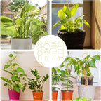 4 Pcs Mini Metal Trellis for Potted Plants, Climbing Support Stake for Houseplant Vines Pothos (Gold)