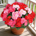 Artificial Geraniums Flowers for Outdoors, 6 Bundles Realistic Silk Fake Geranium, No Fade Faux Plants for Hanging Baskets, Window Boxes, Planters - Porch, Patio, Garden Decor(Mix Colors)