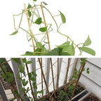 Avalution 10 Pack Natural Bamboo Trellis for Climbing Plants 16" Outdoor Garden Ladder Trellis, Fan -Shaped Plant Support Trellis for Potted Plant