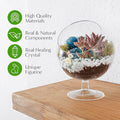 Glass Terrarium Kit with Oval Modern Design and Reindeer Moss