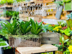Wooden Planter Box with Handle I Rustic Barn Wood, Plastic Liner l Garden Decor l Restaurant and Wedding Decorations l Wedding Table Centerpiece (12x4 w Handle Set of 4, Natural)